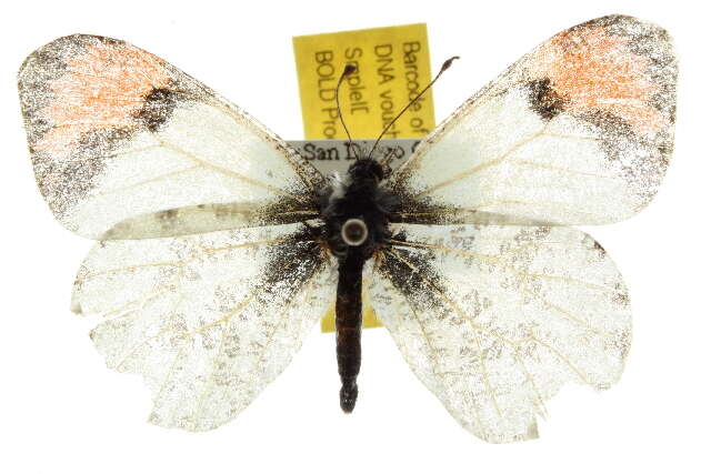 Image of Sara Orangetip