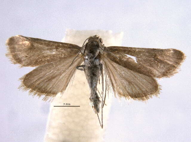 صورة <i>Noctueliopsis aridalis</i>