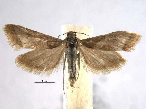 صورة <i>Noctueliopsis aridalis</i>