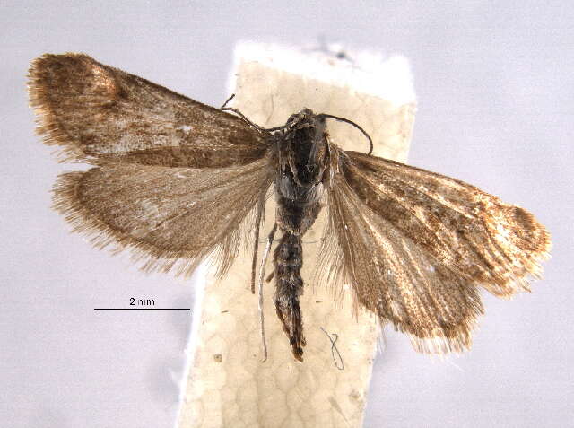 Image of Noctueliopsis bububattalis Hulst