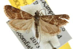 Image of Noctueliopsis bububattalis Hulst