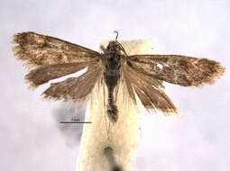 Image of Noctueliopsis bububattalis Hulst