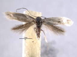 Image of Pterolonchidae