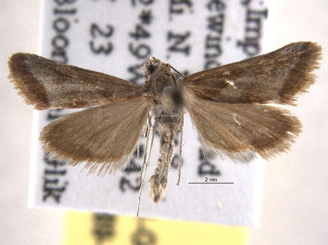 صورة <i>Noctueliopsis aridalis</i>