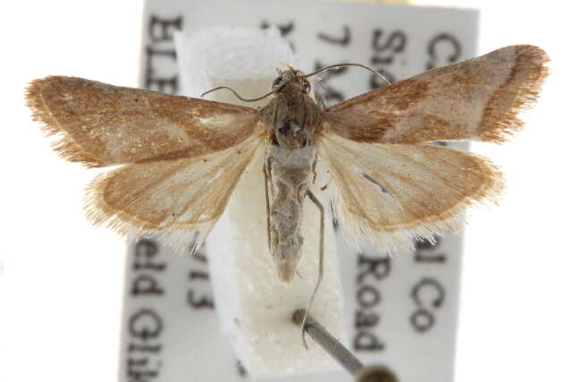 صورة <i>Noctueliopsis aridalis</i>