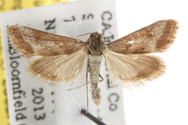 صورة <i>Noctueliopsis aridalis</i>