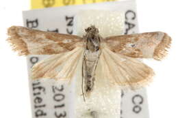 صورة <i>Noctueliopsis aridalis</i>