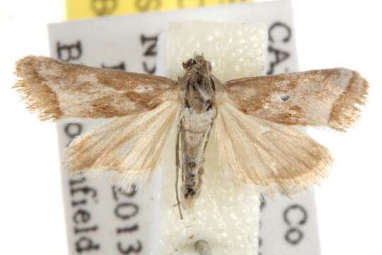 صورة <i>Noctueliopsis aridalis</i>