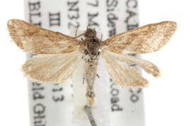 صورة <i>Noctueliopsis aridalis</i>