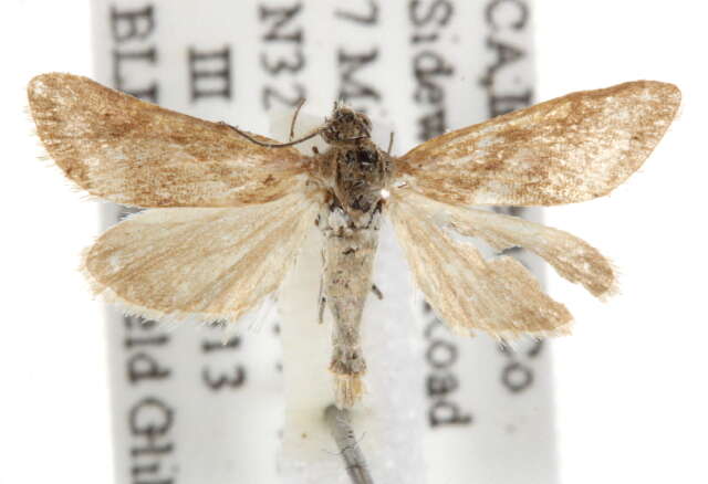 صورة <i>Noctueliopsis aridalis</i>