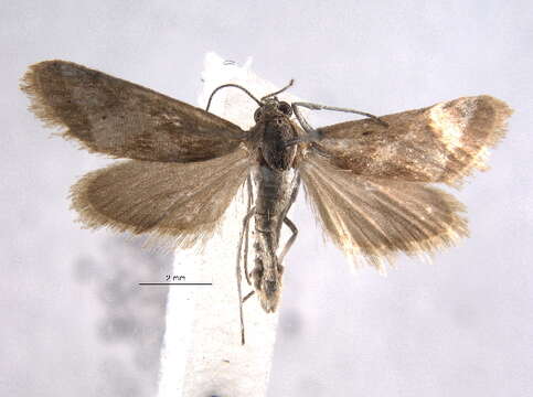 صورة <i>Noctueliopsis aridalis</i>