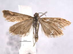 Image of Noctueliopsis bububattalis Hulst