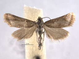 صورة <i>Noctueliopsis aridalis</i>