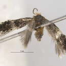 Image of Ectoedemia Platanuswrightii AZ