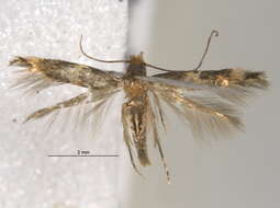 Image of Wine moth