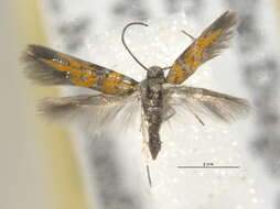 صورة Chrysoesthia drurella Fabricius 1775