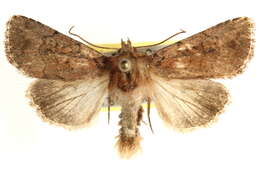 Image of Nudorthodes variabilis