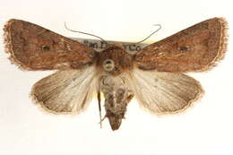 Image of Nudorthodes variabilis