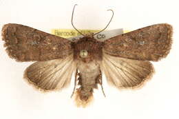 Image of Nudorthodes variabilis