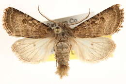 Image of Protorthodes melanopis Hampson 1905
