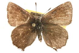 Image of gossamer-winged butterflies