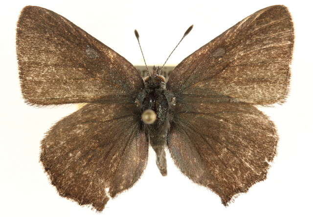 Image of Callophrys dumetorum perplexa Barnes & Benjamin 1933