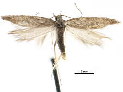 Image of Tuta spinosa