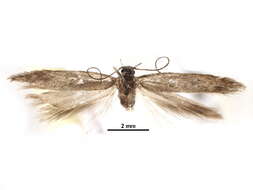 Image of Tuta spinosa