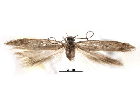 Image of Tuta spinosa