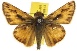 Image de <i>Hylephila phyleus</i>