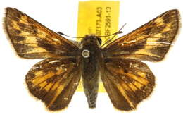 Image de <i>Hylephila phyleus</i>