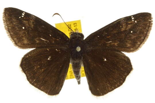 Image of Funereal Duskywing