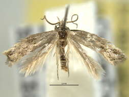 Image of Elachista coniophora Braun 1948