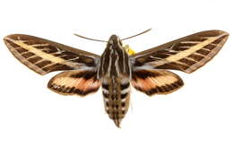 Image of White-lined Sphinx