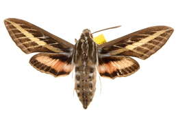 Image of White-lined Sphinx