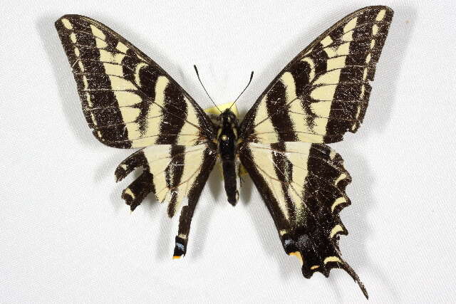 Image of Western Tiger Swallowtail