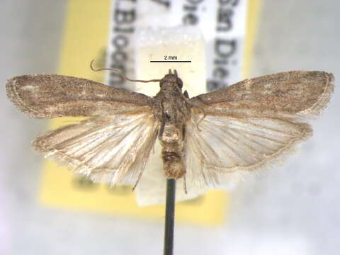 Image of Moth