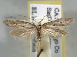 Image of Pleurota albastrigulella Kearfott 1907