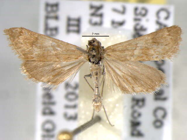 Image of Noctueliopsis bububattalis Hulst