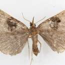 صورة <i>Hypena drucealis</i>