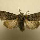Image of <i>Lacinipolia</i>