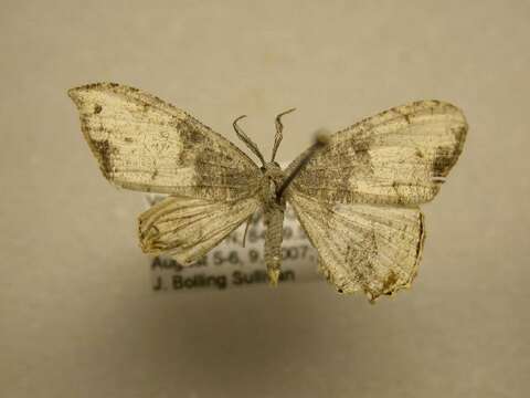 Image of Syngria griseata Warren 1905