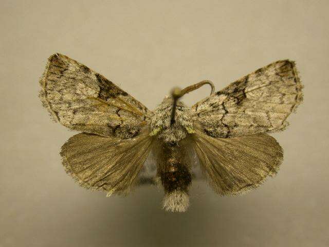 Image of Charadra nigracreta Edwards 1884