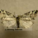 Image of Bryogramma