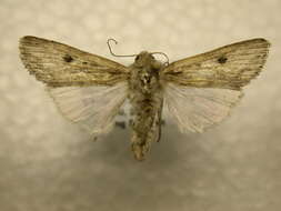 Image of Gray-streaked Armywom Moth