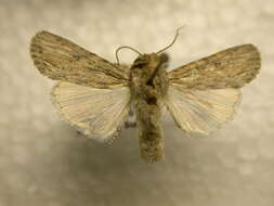 Image of Gray-streaked Armywom Moth