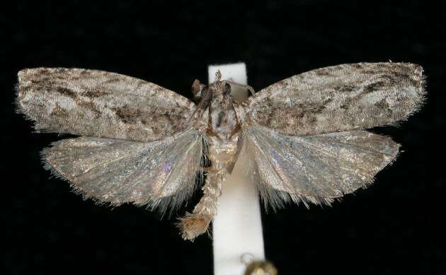 Image of Gretchena deludana Clemens 1864