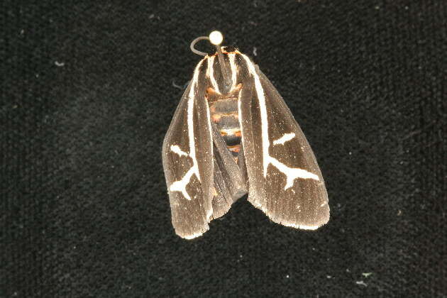 Image of Figured Tiger Moth