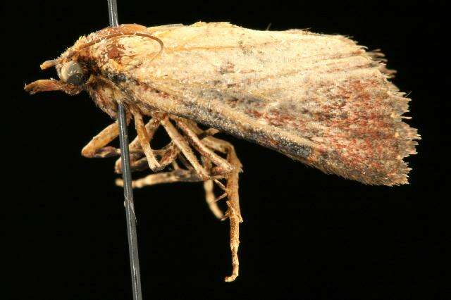 Image of Asimina webworm moth