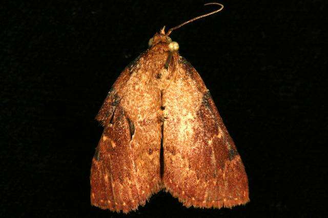 Image of Asimina webworm moth